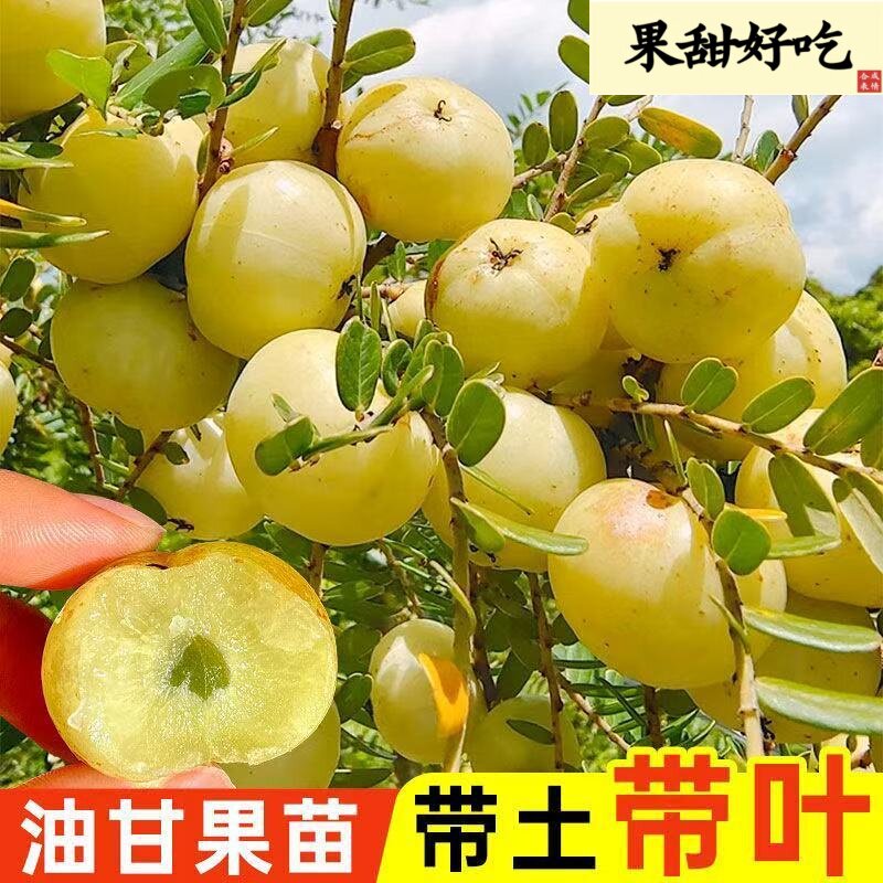 广东潮汕正宗嫁接甜油甘果树苗高产大果余甘果树苗柿饼油甘果树苗