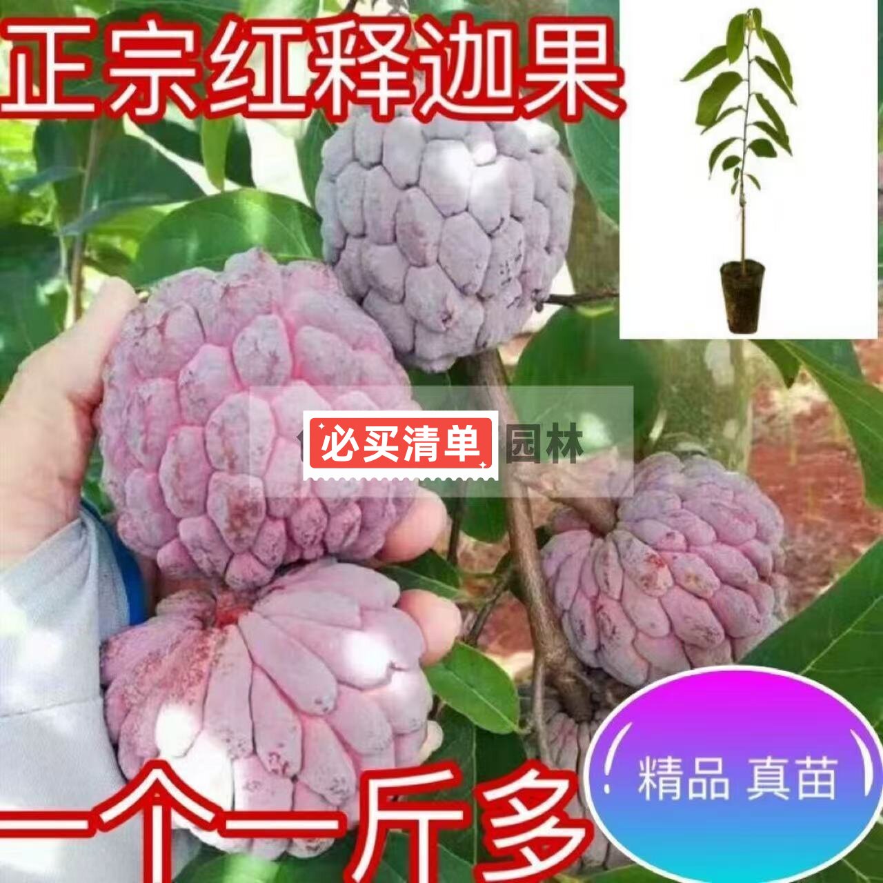 正宗嫁接释迦果苗台湾凤梨释迦果苗南方种植AP释迦果树苗盆栽地栽图片