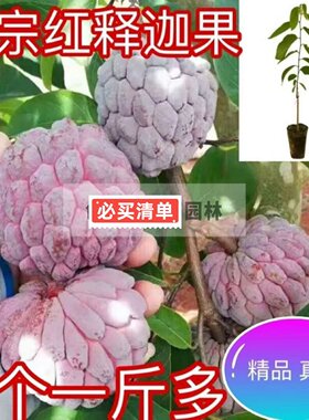 正宗嫁接释迦果苗台湾凤梨释迦果苗南方种植AP释迦果树苗盆栽地栽