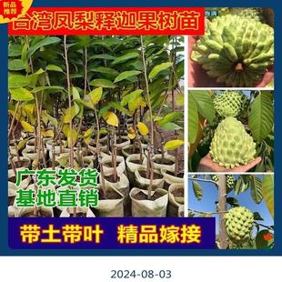四季释迦果树苗台湾番荔枝苗番鬼荔枝嫁接南方种植盆栽果树苗带土
