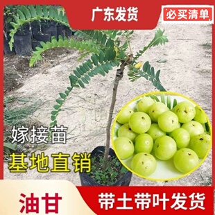 正宗嫁接甜种油甘果树苗云南大果橄榄苗高产柿饼油甘果苗南方种植