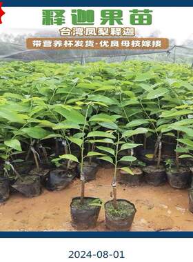 正宗蜜红释迦果树苗南方种植嫁接高产大果台湾凤梨释迦果树苗带土