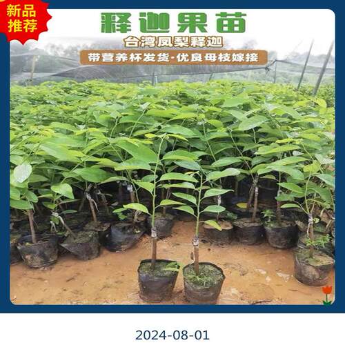 正宗蜜红释迦果树苗南方种植嫁接高产大果台湾凤梨释迦果树苗带土