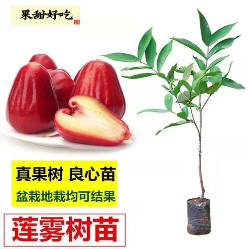 正宗嫁接大果高产黑金刚莲雾果树苗清甜可口黑糖芭比莲雾果苗原杯
