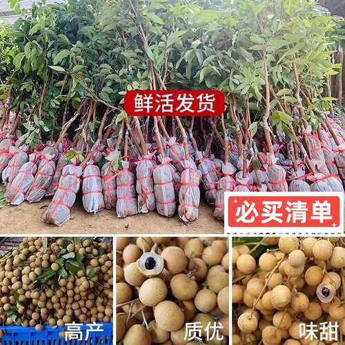 正宗嫁接龙眼果树苗储良龙眼苗南方庭院种植石峡龙眼果苗四季可栽