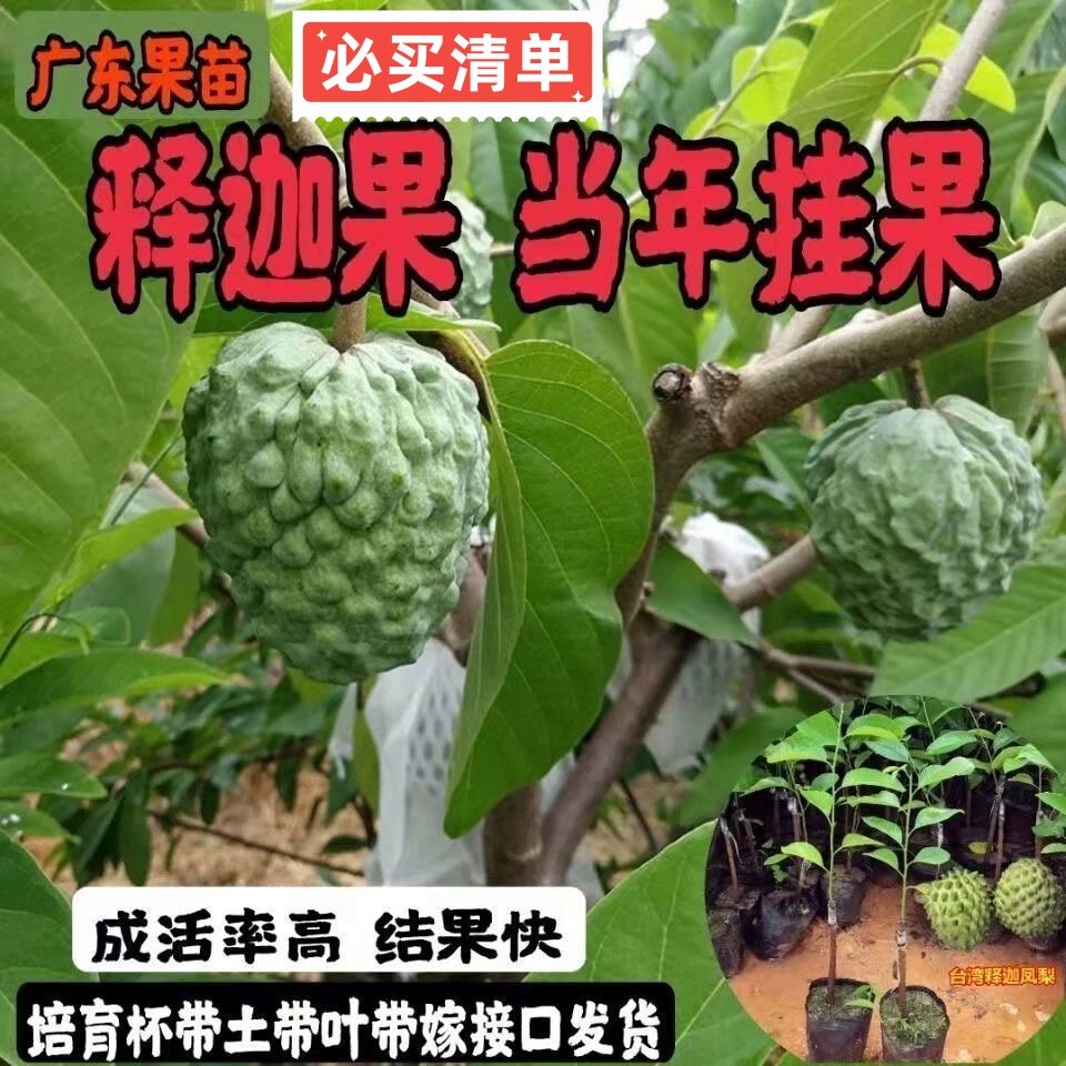 正宗嫁接新品AP释迦果树苗台湾大果高产凤梨释迦果苗南方种植原土图片