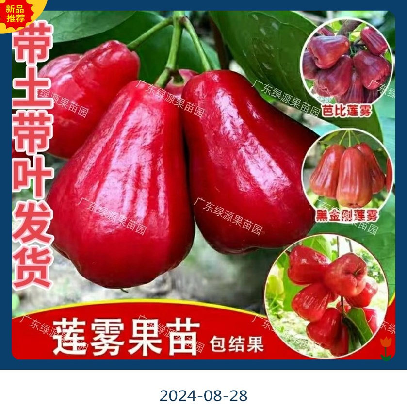 正宗嫁接高产黑金刚莲雾树苗大果黑糖芭比莲雾果树苗大叶红莲雾苗