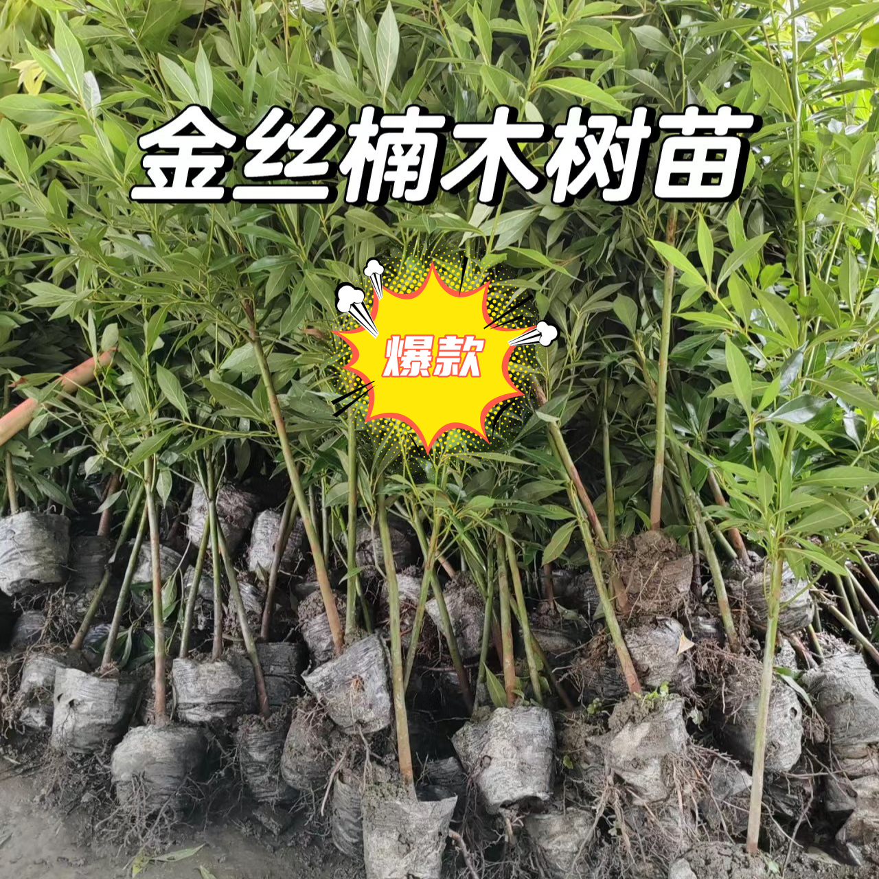 正宗名贵四川金丝楠木树苗小叶南方种植大树盆栽地栽庭院带叶发货