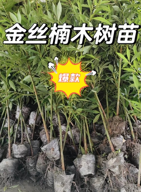 正宗名贵四川金丝楠木树苗小叶南方种植大树盆栽地栽庭院带叶发货