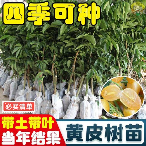 正宗大果高产鸡心黄皮嫁接果树苗贵妃黄皮南方种植无核黄皮苗盆栽