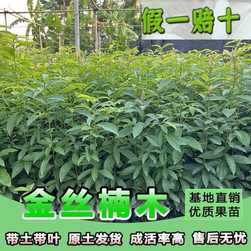 正宗金丝楠木树苗南北方庭院种植名贵苗木小叶桢楠金丝楠树苗盆栽