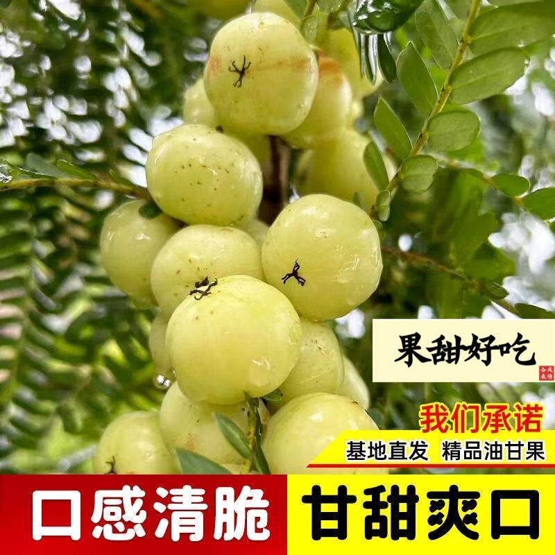 正宗嫁接甜油甘果树苗高产大果余甘果树苗柿饼油甘果树苗广东发货