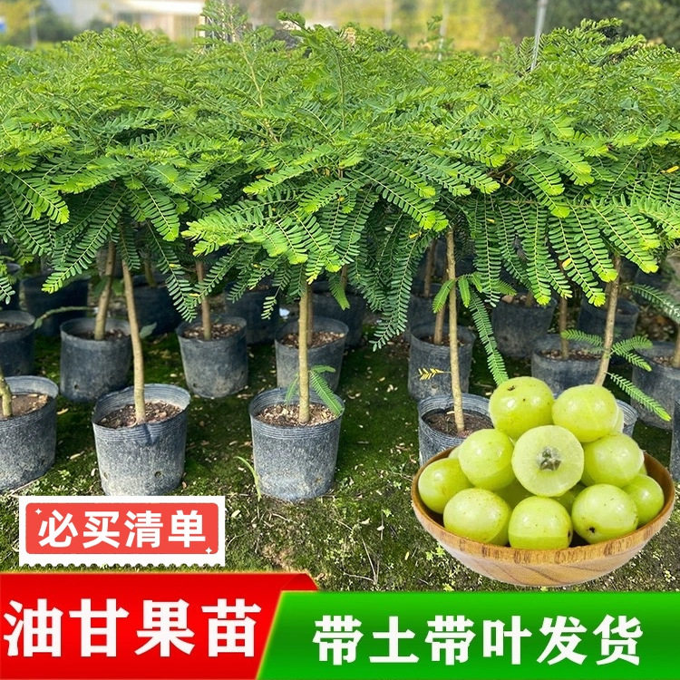 广东正宗嫁接甜种油甘果树苗云南橄榄苗高产柿饼油甘果苗南方种植