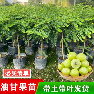 广东正宗嫁接甜种油甘果树苗云南橄榄苗高产柿饼油甘果苗南方种植