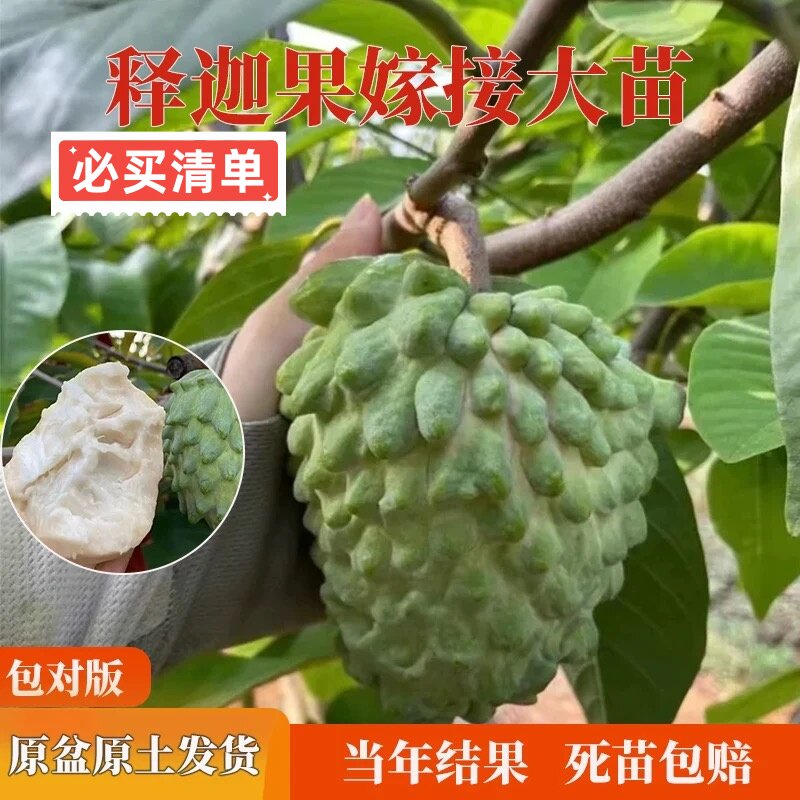 广东正宗嫁接新品AP释迦果树苗台湾大果高产凤梨释迦果苗原土原杯图片