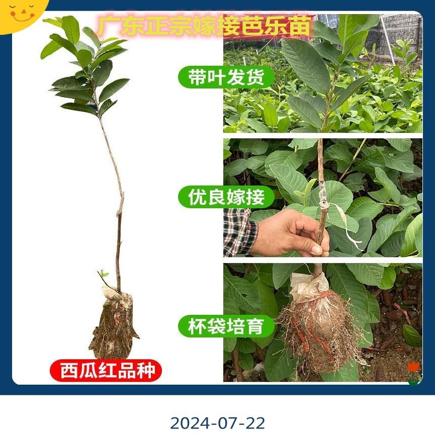 正宗嫁接胭脂红软糯香甜番石榴树苗高产红心芭乐珍珠白心芭乐果苗图片