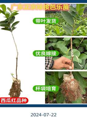 正宗嫁接胭脂红软糯香甜番石榴树苗高产红心芭乐珍珠白心芭乐果苗