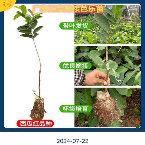 正宗嫁接胭脂红软糯香甜番石榴树苗高产红心芭乐珍珠白心芭乐果苗
