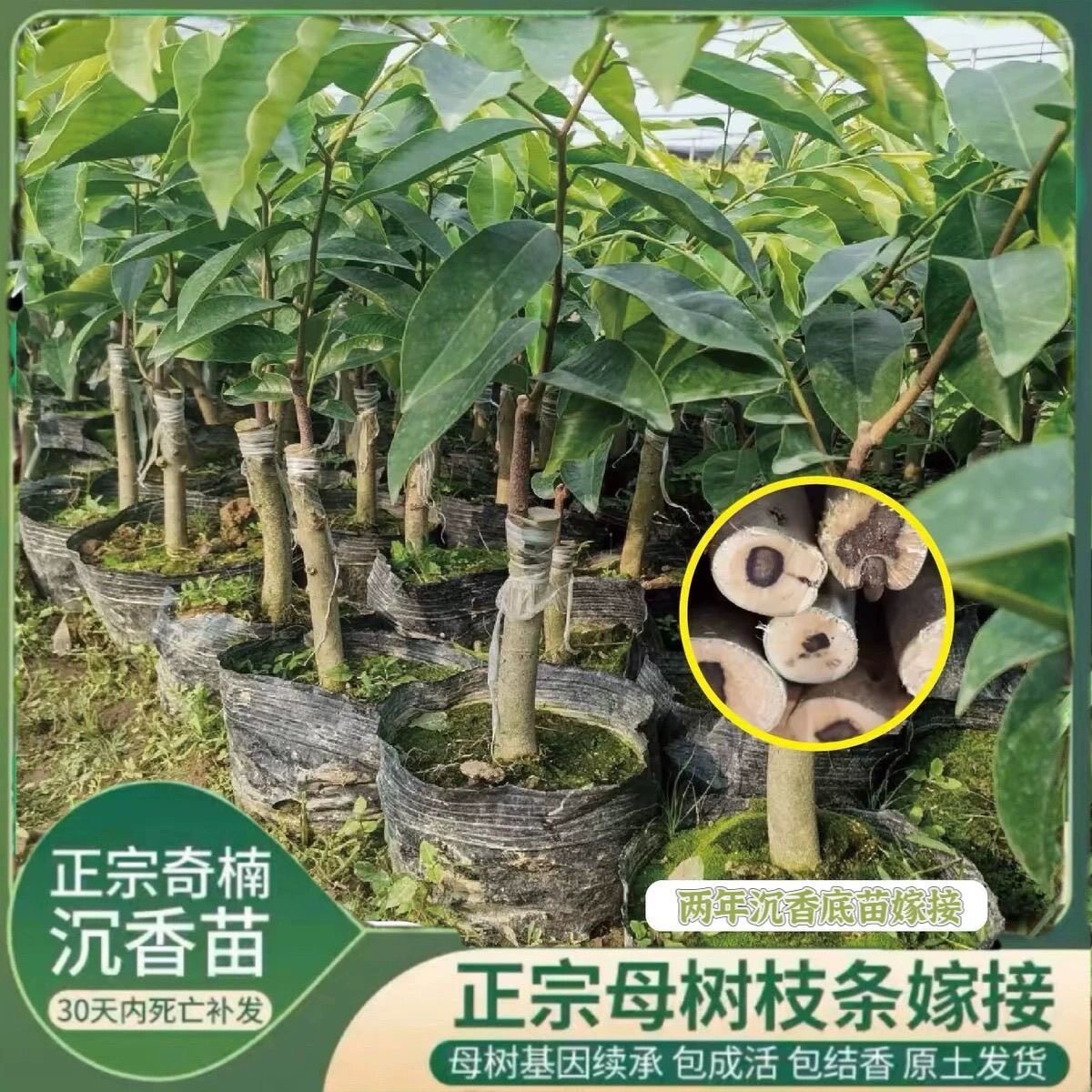 正宗金沙叶嫁接奇楠沉香名贵树苗沉水王结香快糖结奇楠苗广东发货