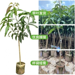 正宗贵妃芒果树苗嫁接大果凯特芒果苗南方盆栽高产金煌芒果苗带土