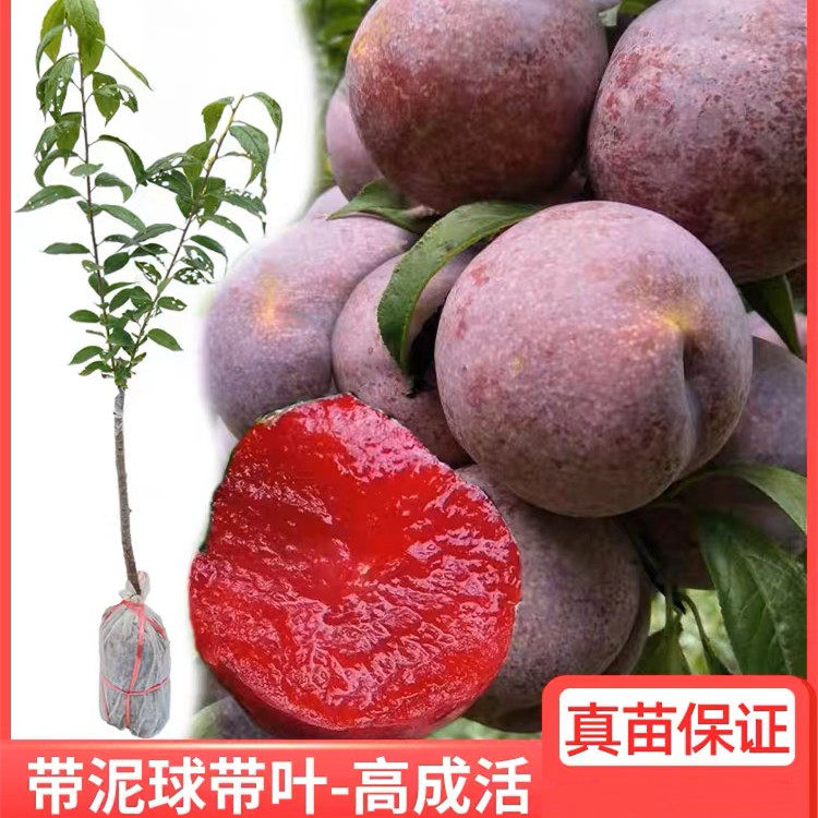 三华李树苗正宗嫁接钱排银妃红肉早熟三月李子苗带土南方种植庭院