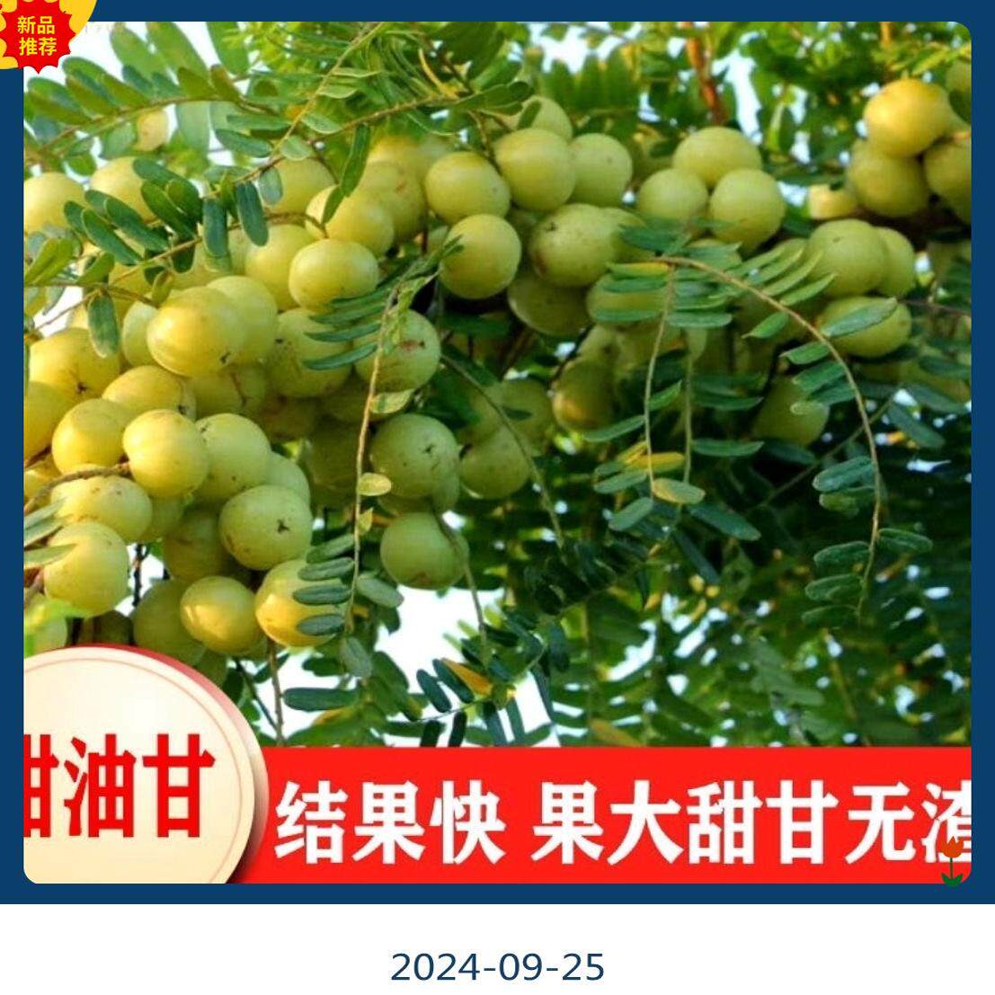正宗嫁接大果甜油甘果苗潮汕高产余甘子牛甘果苗南方庭院种植果苗
