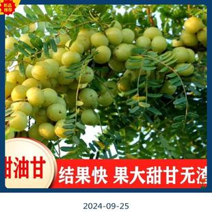 正宗嫁接大果甜油甘果苗潮汕高产余甘子牛甘果苗南方庭院种植果苗