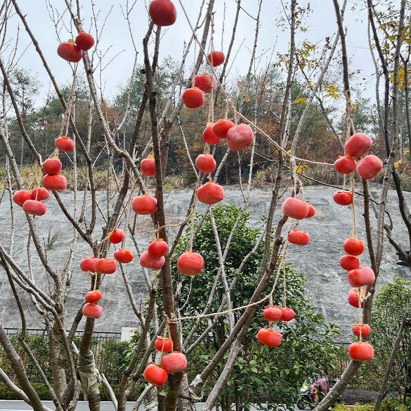 仿真柿子挂串带霜墙上吊挂果实秋意造景摆件事事如意庭院布置挂饰,鲜花速递/花卉仿真/绿植园艺,仿真绿植,淘宝优惠券,粉丝福利购,淘宝优惠卷