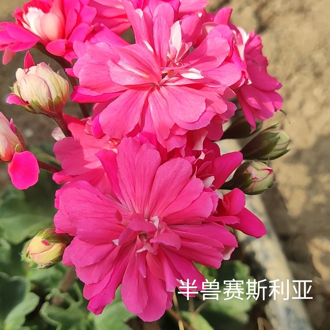 赛斯利亚 矮生勤花重瓣天竺葵 天竺葵