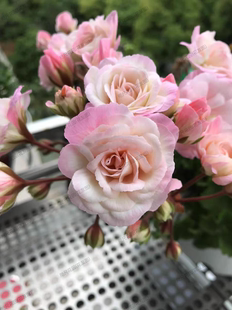 星系 半兽重瓣天竺葵 阳台花卉盆栽绣球海棠四季开花室内