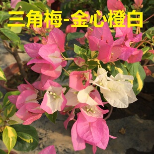 三角梅金心橙白勤花天花板品种扦插苗带花盆发货