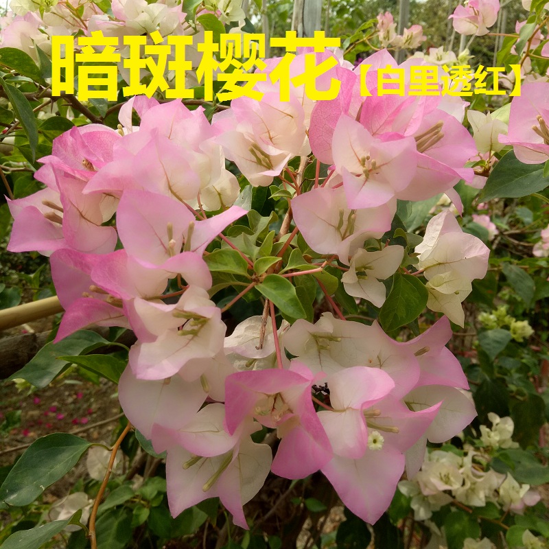 暗斑樱花 优秀比绿樱勤花三角梅爬藤植物盆栽带花盆庭院四季开花