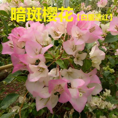 暗斑绿樱比普通绿樱更加勤花