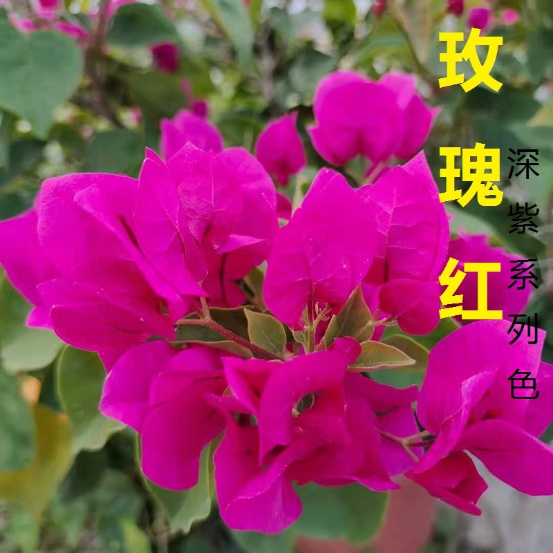 勤花玫瑰红深色品种三角梅爬藤植物盆栽带花盆客厅庭院四季开花,鲜花速递/花卉仿真/绿植园艺,绣球/木绣球/木本植物,淘宝优惠券,粉丝福利购,淘宝优惠卷