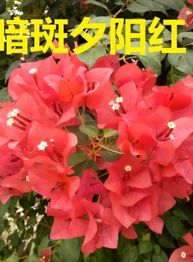 勤花暗斑夕阳红三角梅盆栽梅花盆景爬藤植物冬季四季开花新款包邮