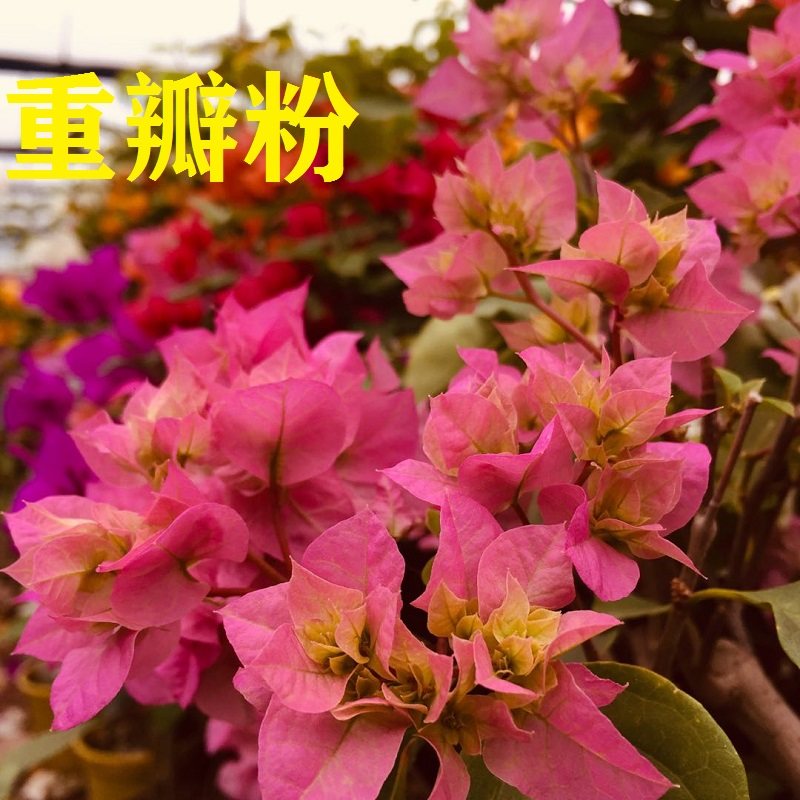 三角梅藤客厅四季瓣盆栽勤爬粉七彩邮包开花植物花带花盆庭院重