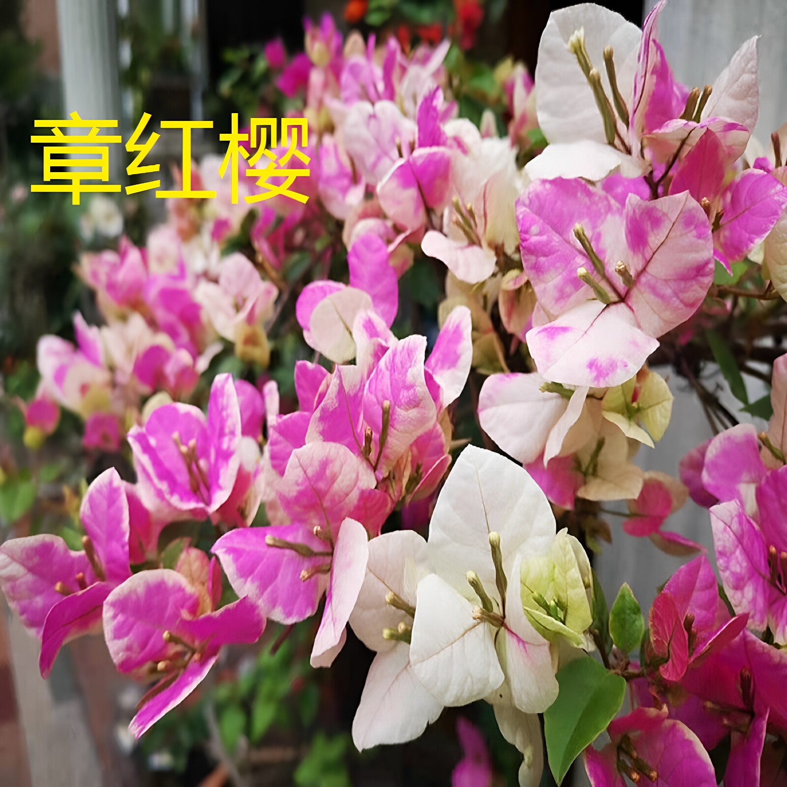 勤花百变漳红樱  三角梅爬藤植物盆栽带花盆庭院四季开花新款包邮