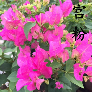 勤花绿叶宫粉三角梅勤花高杆棒棒糖爬藤植物带花盆庭院四季开花