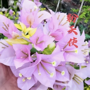 粉天使花大勤花三角梅好养盆栽盆景爬藤植物春秋冬季开花