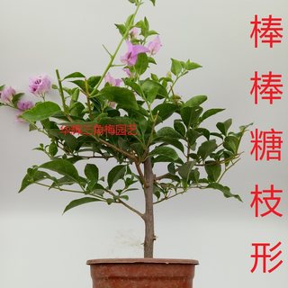 绿叶雪紫三角梅盆栽带花梅花盆景爬藤植物冬季四季开花新款包邮