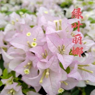 绿叶丽娜三角梅爬藤植物盆栽带花盆客厅庭院四季开花新款包邮