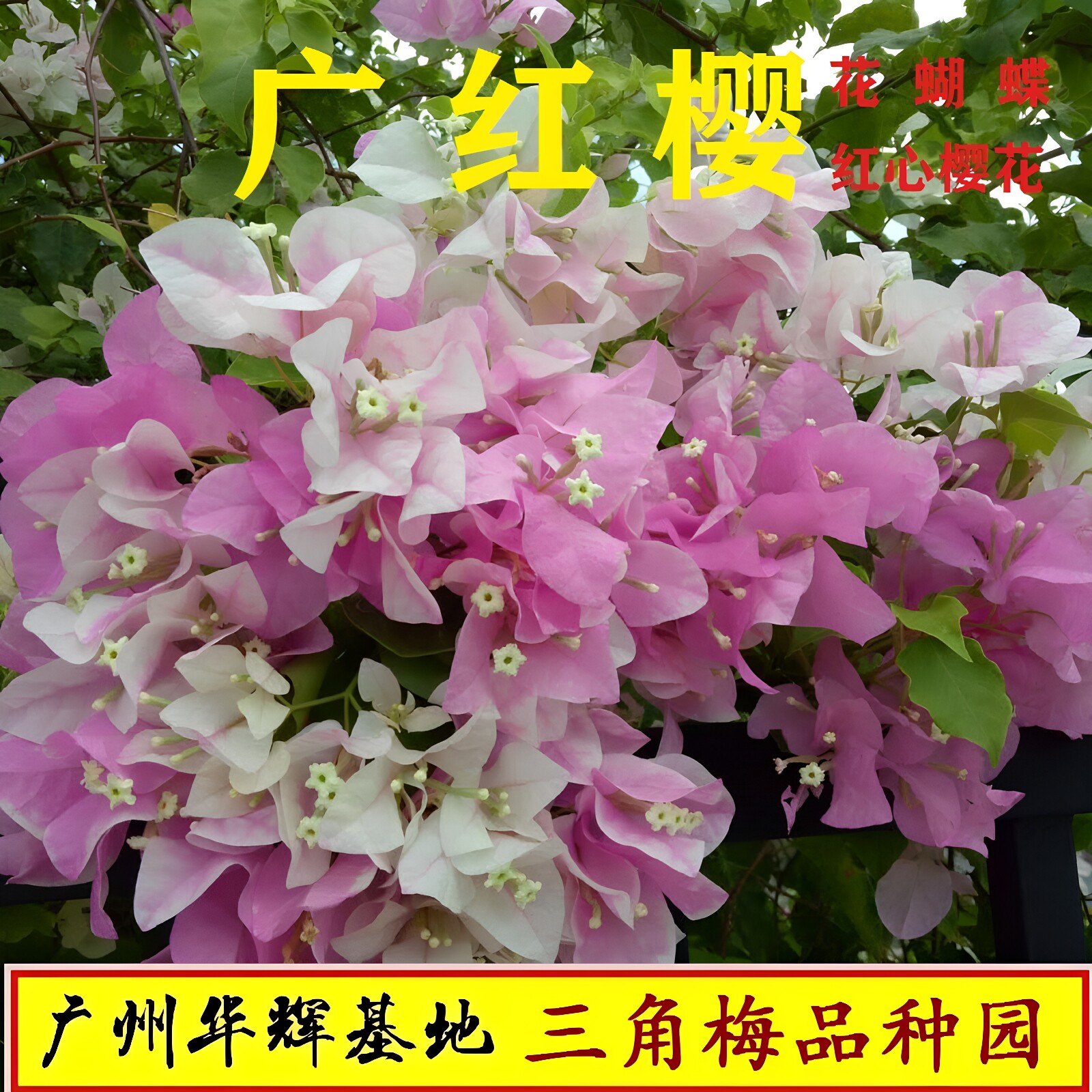 勤花广红樱三角梅爬藤植物盆栽带花盆客厅庭院四季开花新款包邮