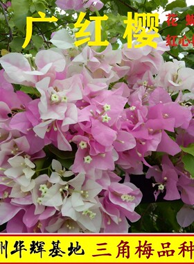 四季开花爬藤品种三角梅勤花品种