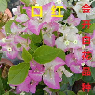 勤花口红三角梅爬藤植物盆栽七彩带花盆客厅庭院四季开花新款包邮