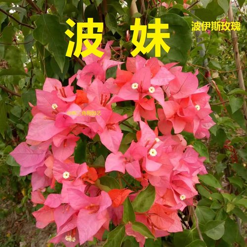 勤花波伊斯玫瑰三角梅爬藤植物盆栽带花盆客厅庭院四季开花包邮 - 封面