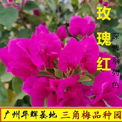 四季开花爬藤品种三角梅四季开花