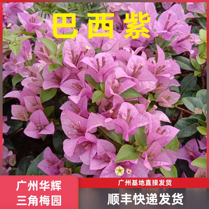 巴西紫 酒红光叶紫三角梅扦插苗高杆棒棒糖爬藤植物阳台种植四季