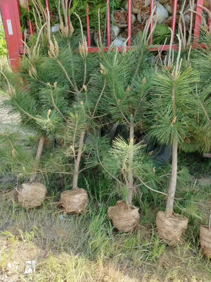 松树苗庭院黑松苗四季常青小苗造型盆景地栽耐寒景观