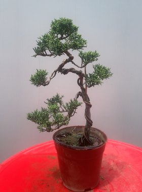 济州真柏素材苗盆景苗系鱼川真柏