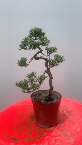 济州真柏素材苗盆景苗系鱼川真柏